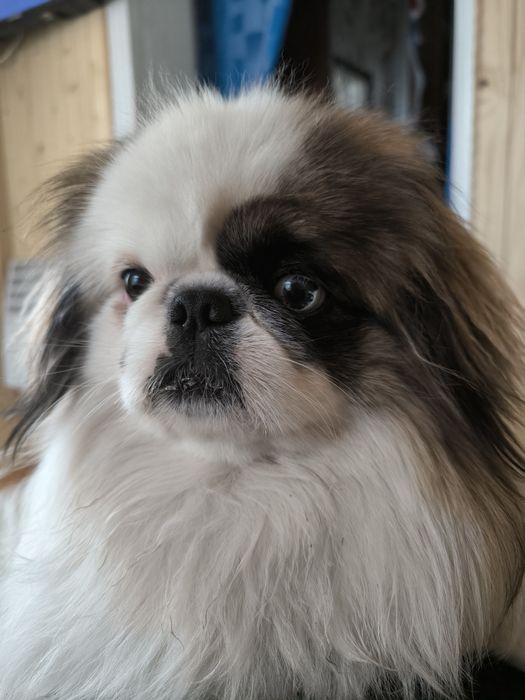 В'язка пекінеса !!