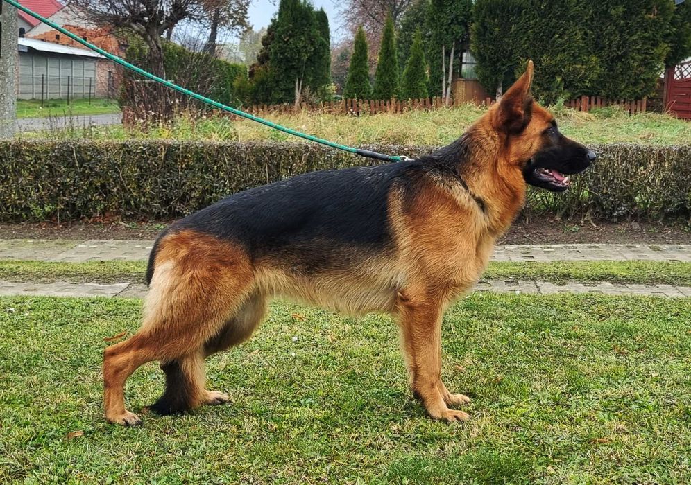 Owczarek Niemiecki - Owczarki Niemieckie