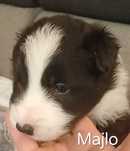 Majlo,  piesek Border Collie
