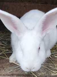 Кролики породи білий панон, вага маточного поголів'я від 5 кг.