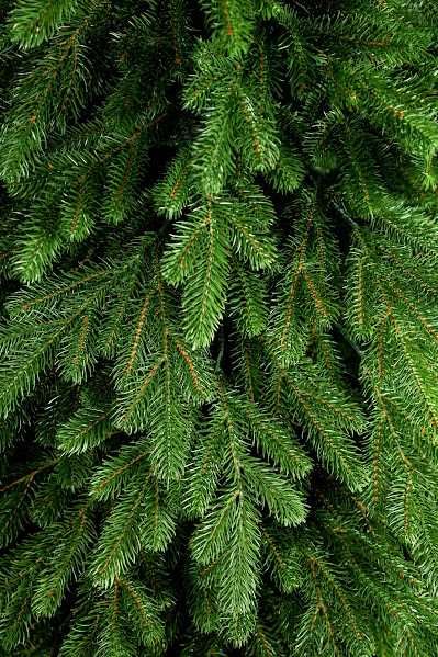 Ялинка лита Royal 2.1