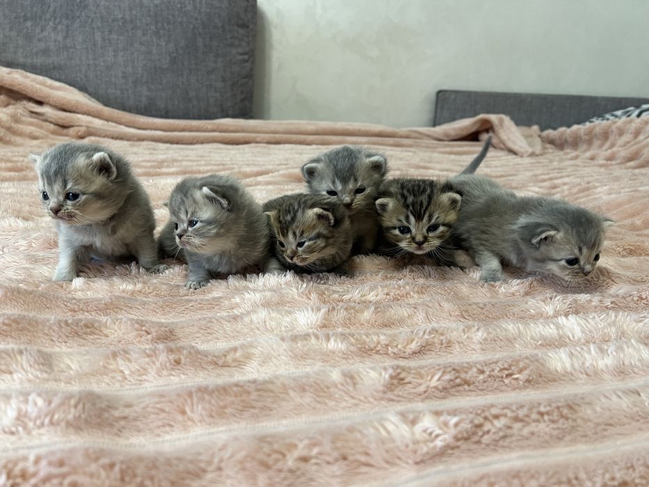 Шотландські кошенята