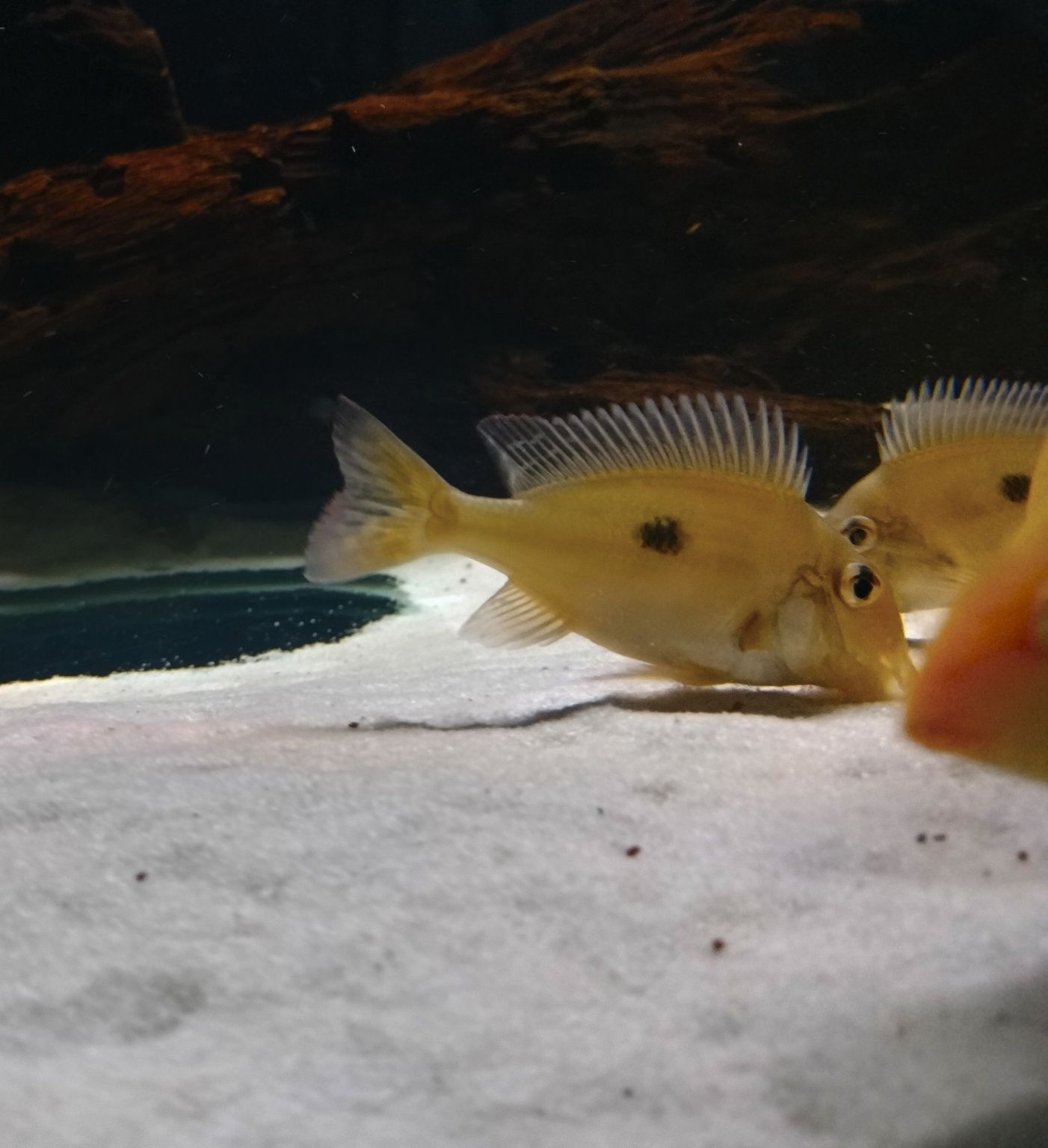 Geophagus wuinmilleri  juvenis