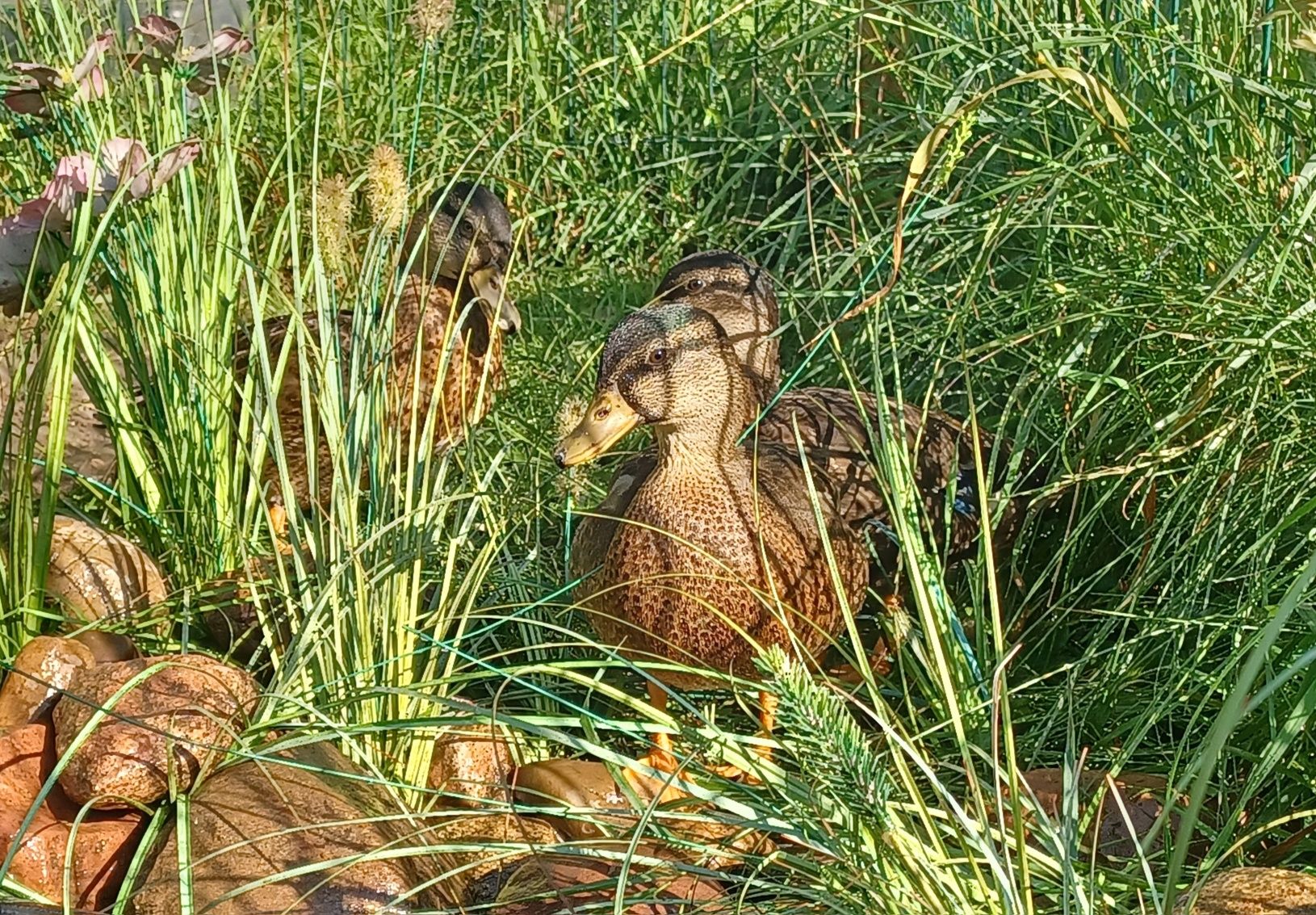 Kaczki i kaczory miniaturowe Call Duck