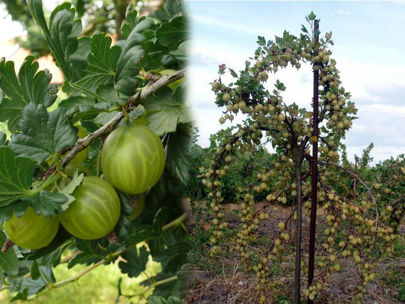 Agrest pienny, agrest na pniu -różne odmiany, czerwony, zielony,