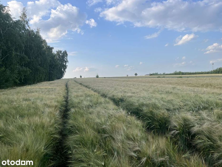 Dzierżawa gruntów rolnych