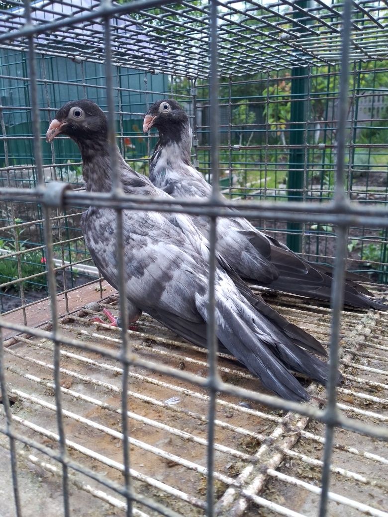 Продам голубів одесських турман
