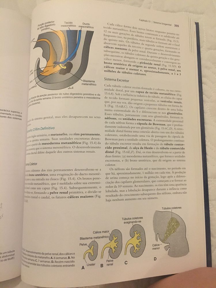 Langman embriologia médica