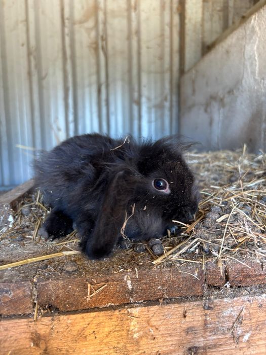 Coelhos anões 3 meses