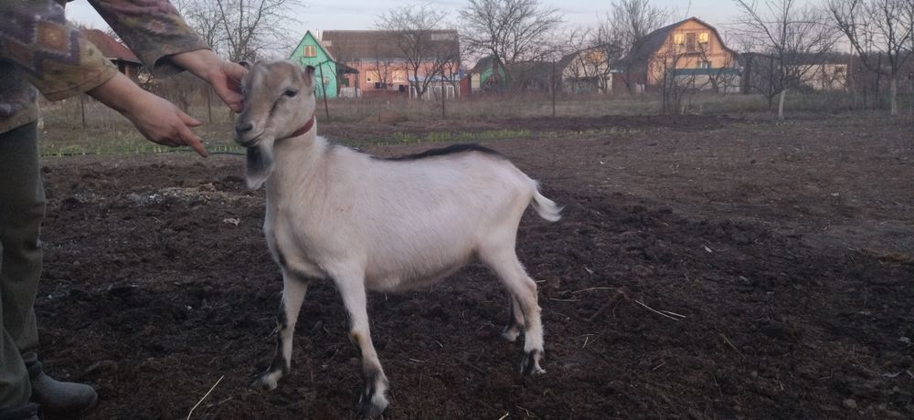 Козел ламанч суслік для спарювання кіз