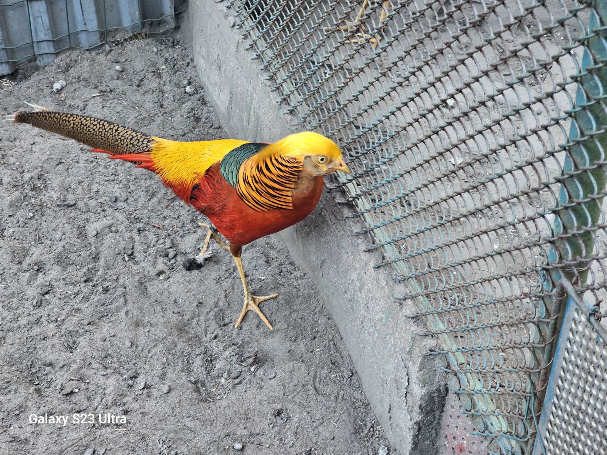 Chrysolophus   Pictus -  Chrysolophus  Amherstiae