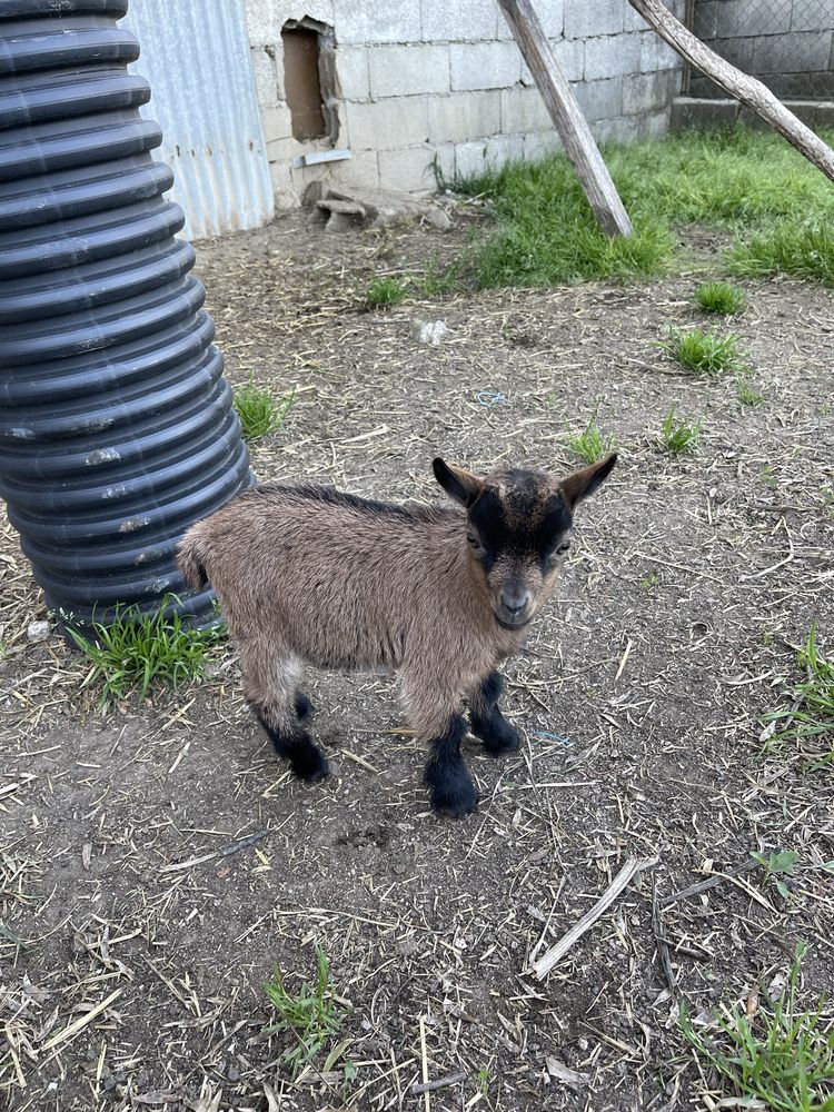 Cabrito Anão Novo