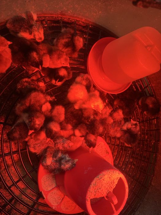 Pintos Maline ,jersey gigante e rhode island red