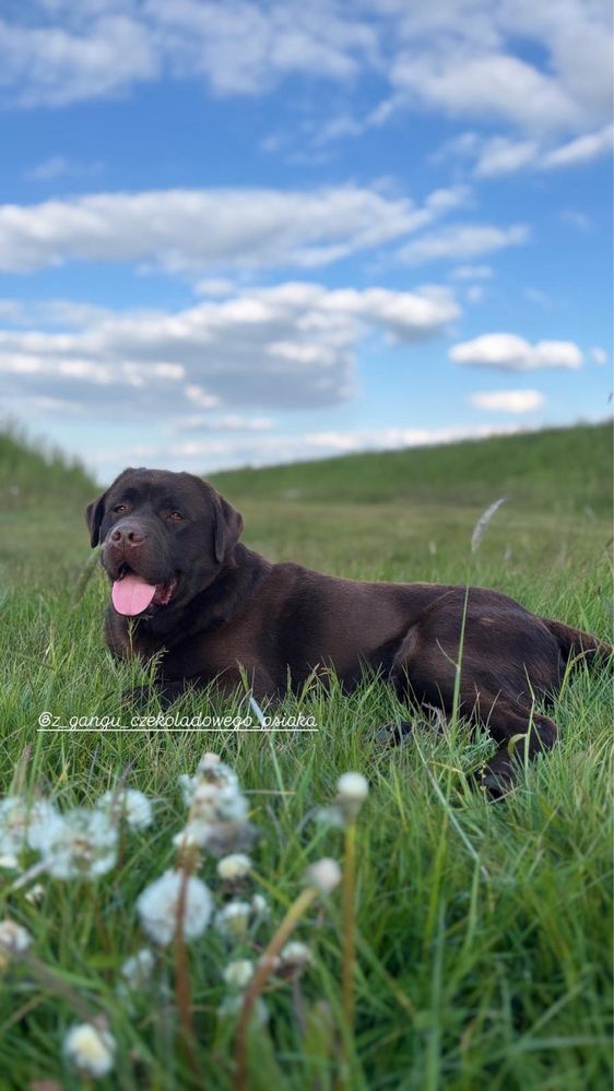 Labrador Retriver szczeniak czekoladowy suczka