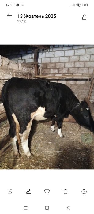 Продам добру теличку