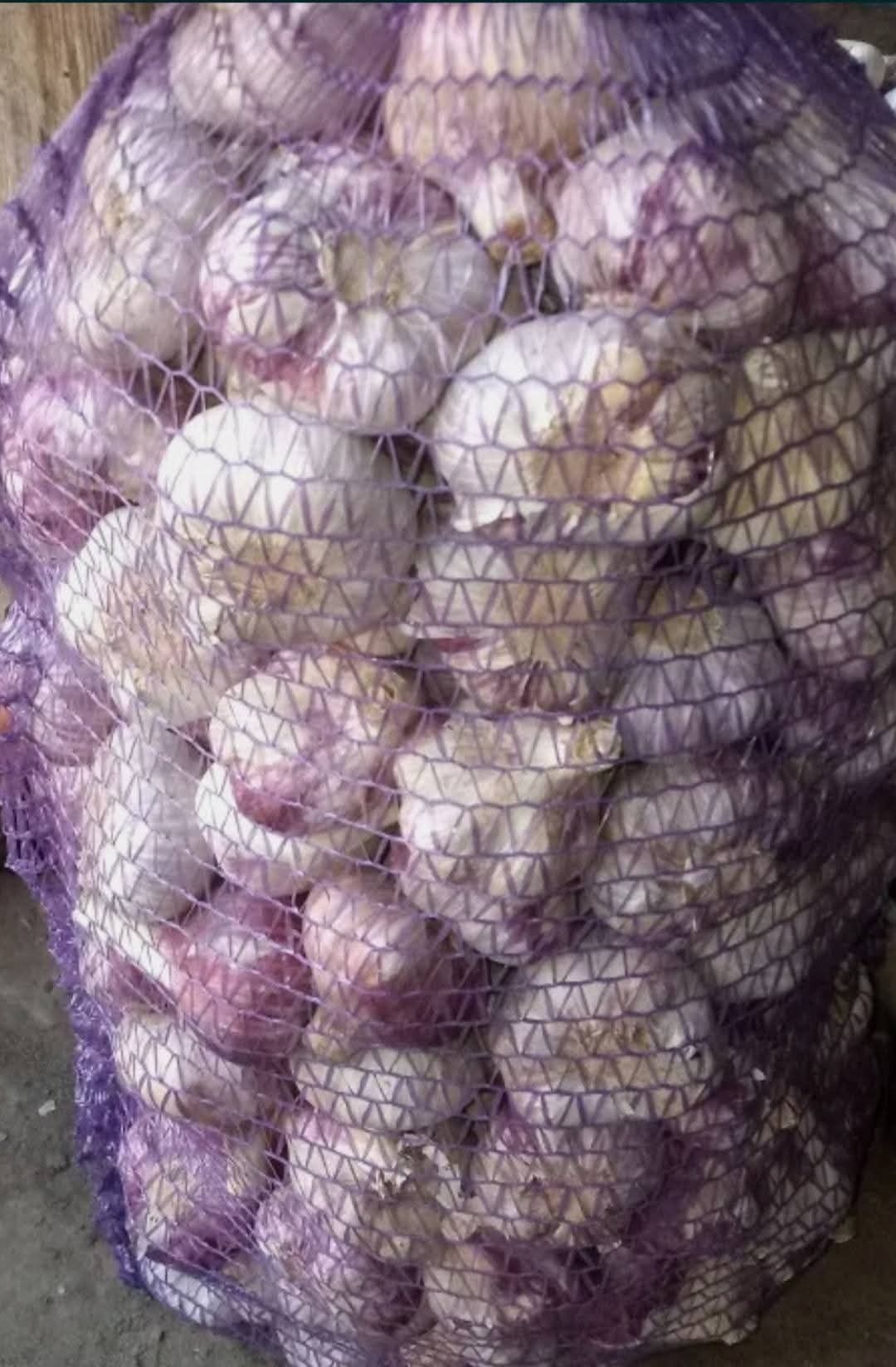 Продам Часнок Любаша