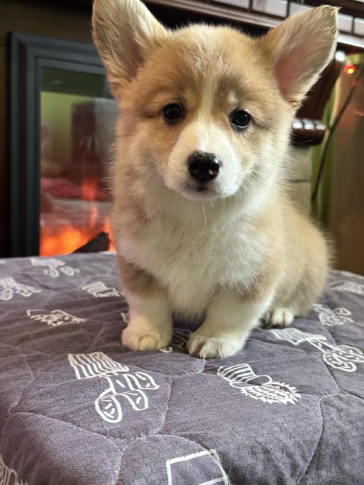 Цуценята вельш коргі пемброк, з документами КСУ