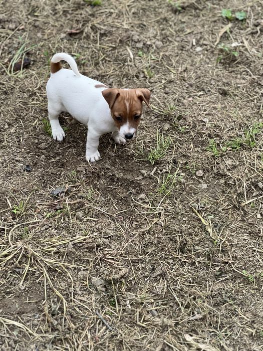 Дівчатка та хлопчики джеки . Біколор. Триколор.