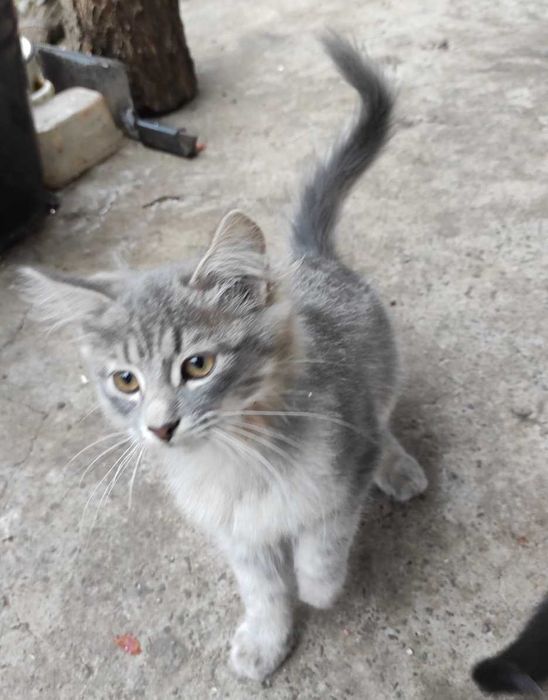 котята домашние, кошенята, красивые, ухоженные. Котенок. Кот. Кіт.