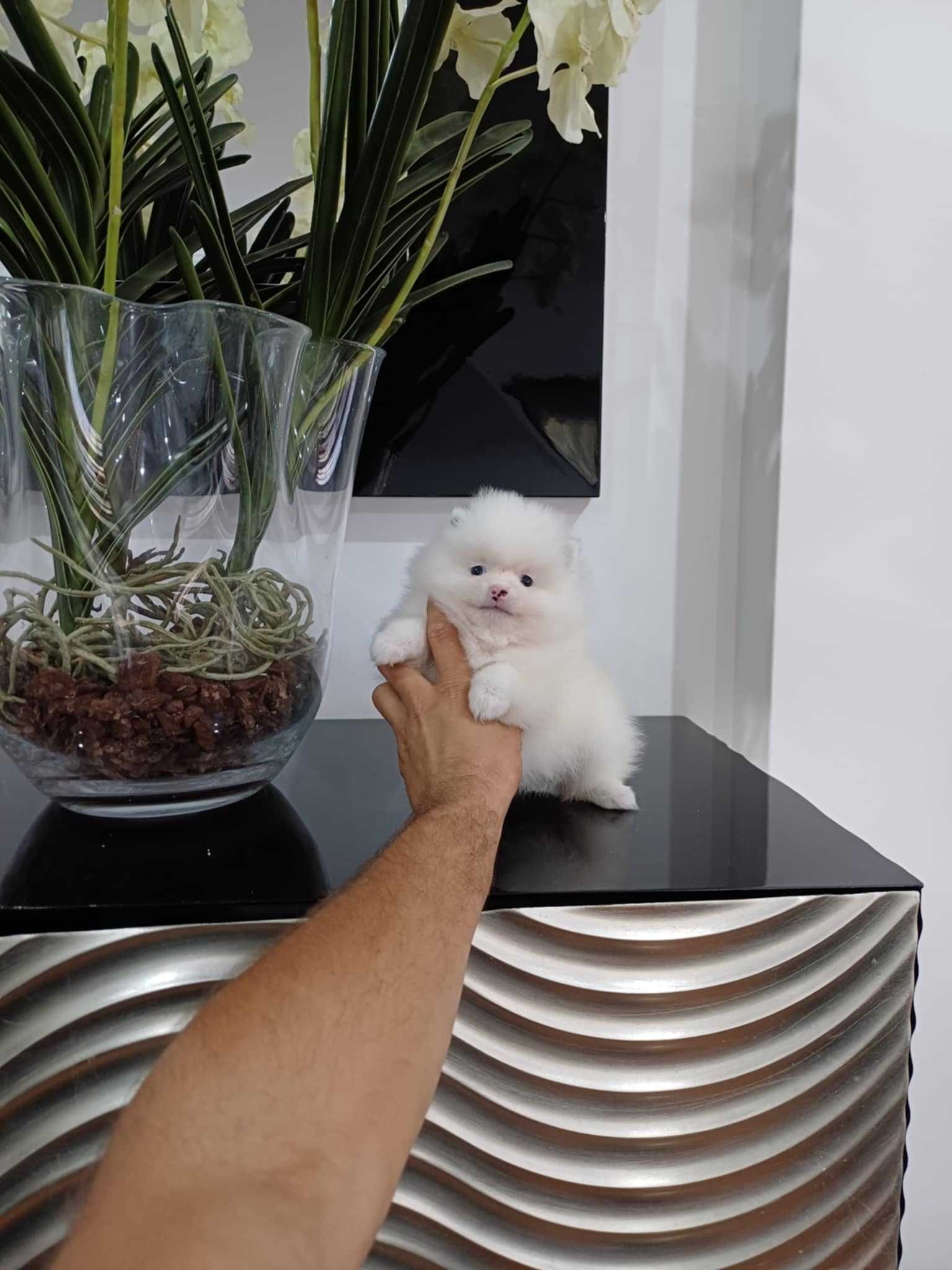 Spitz Alemão Anão/ Lulu da Pomerânia  BICOLOR   LOP e AFIXO