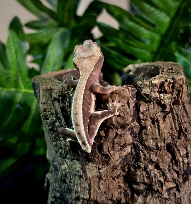 Gekon Orzęsiony po Samcu Lilly White