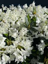 Rhododendron/Różanecznik Cunnighams White