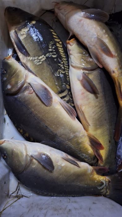 Karp, karpie, karp królewski