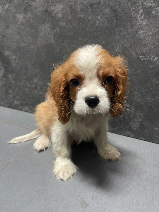 Cavalier King Charles