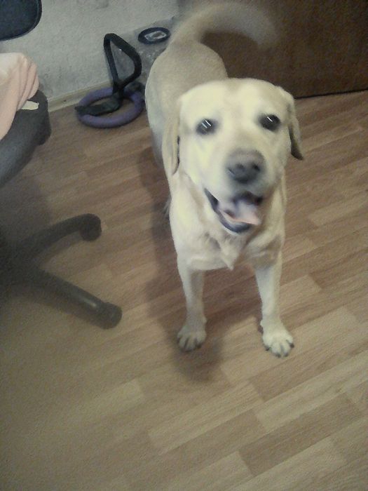 Вязка . Мальчик для девочки.