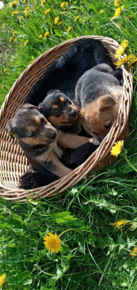 Urocze szczeniaki do adopcji