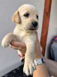 Suczka Labrador Retriever, rodowód, książeczka zdrowia, umowa