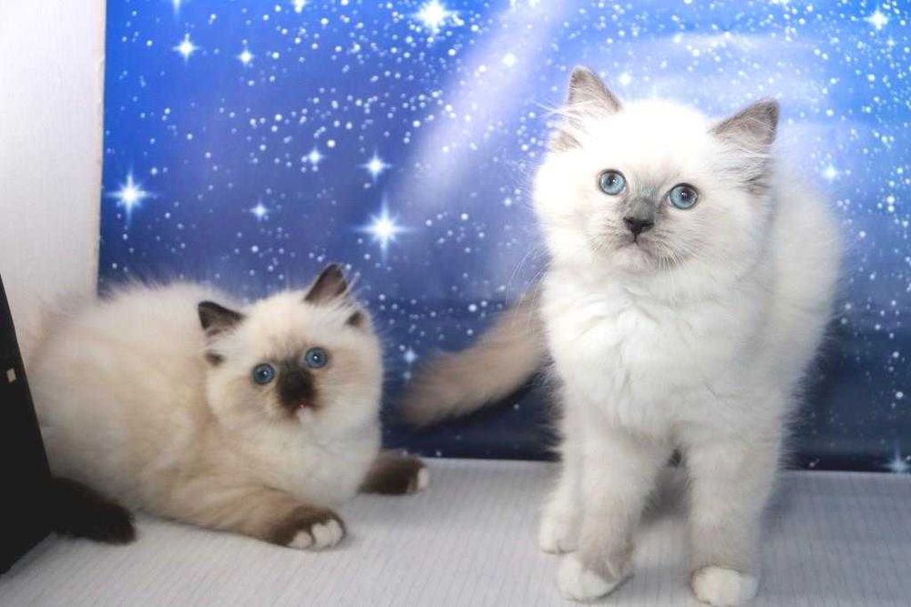 Чудові, чемні, красиві, охайні кошеня породи регдол