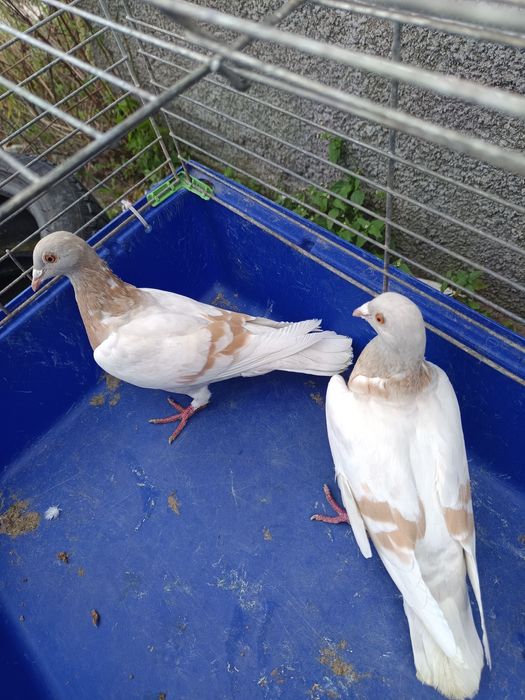 Sprzedam gołębie pocztowe DV ,PL ,2 sztuki MOŻLIWOŚĆ WYSYŁKI