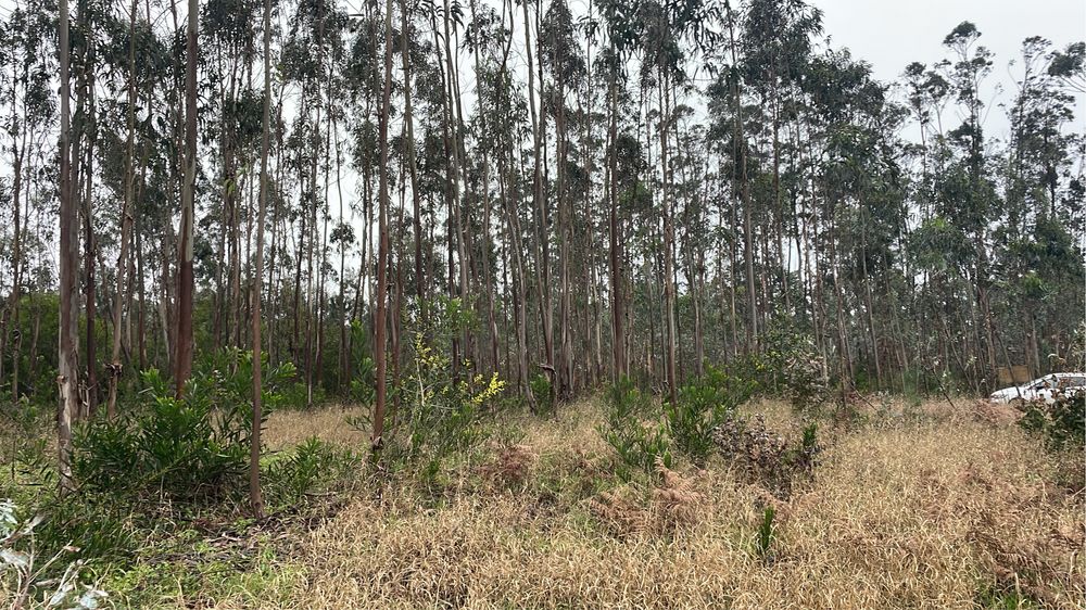 Terreno com Eucaliptos Plantados (2019) – Excelente Investimento
