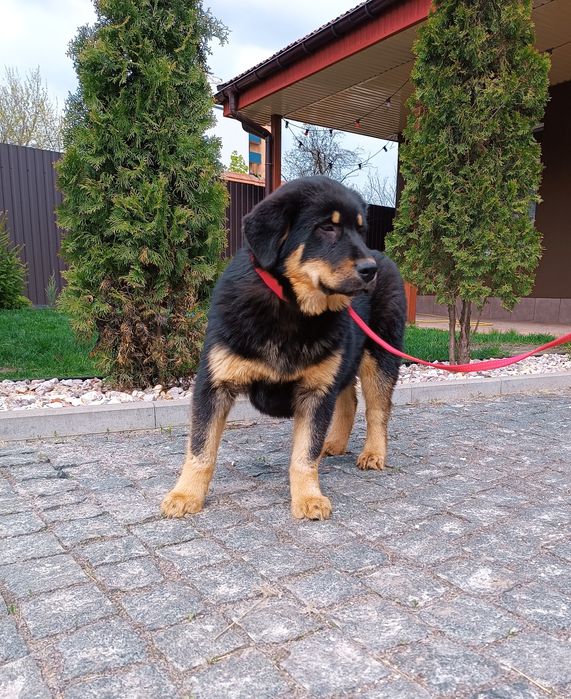 Потужні вівчарки.