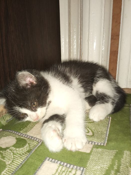 Кошенята в добрі руки