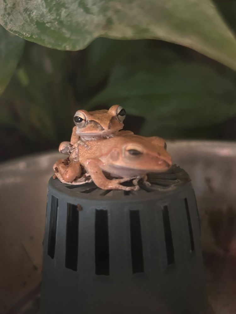 Rzekotki Polypedates-Leucomystax razem z terarium