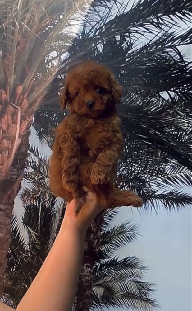 Boy toy poodle red braun Teddy той пудель тикап