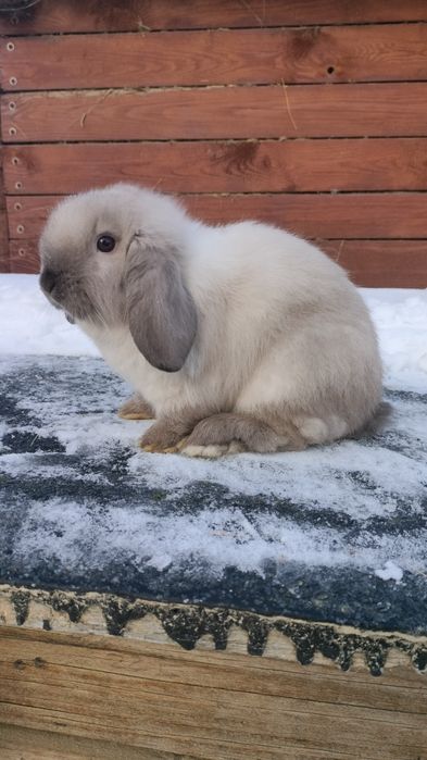 Króliczki mini lop