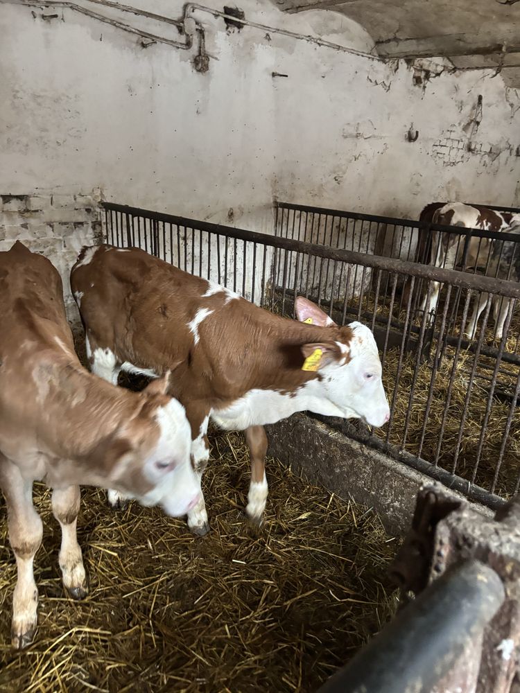 Jałówki mięsne simental limousene 105-115 kg. Żarłak odsadek