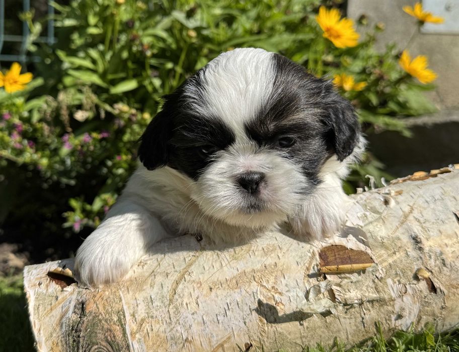 Szczeniak Shih Tzu, rodowód, z hodowli, piesek