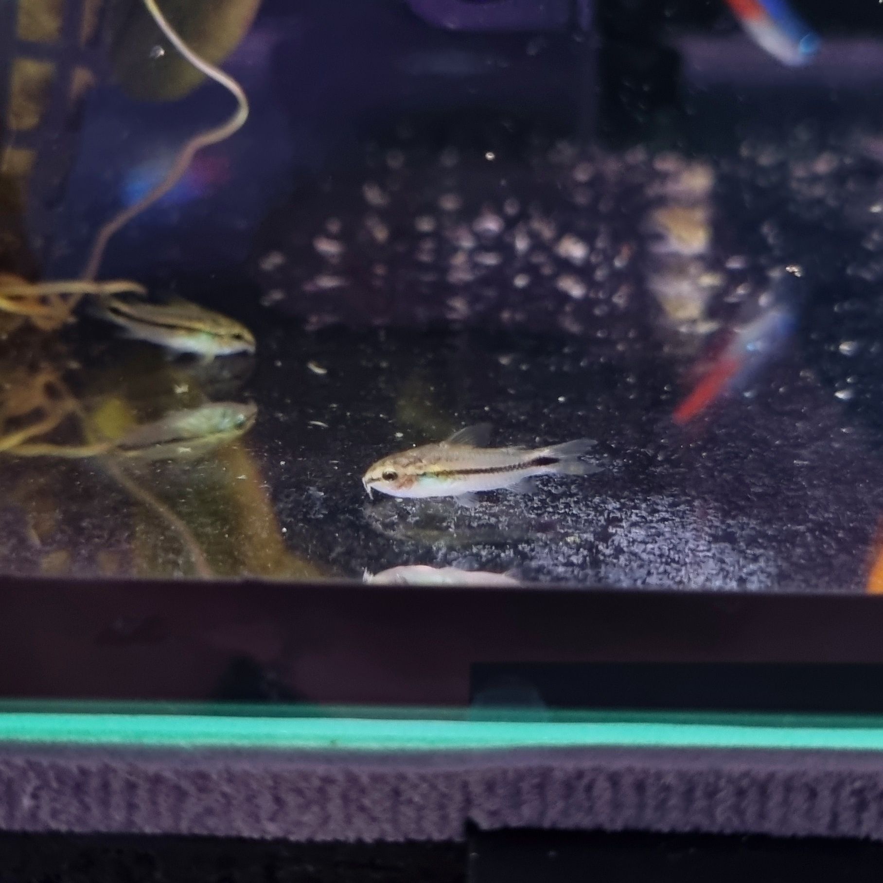 Kirysek pigmej (Corydoras pygmaeus)