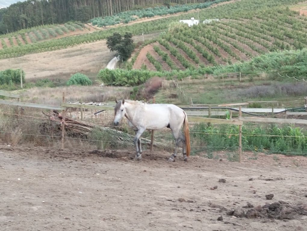 Cavalo 5 anos por desbasfar