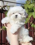 Хлопчик корея КСУ