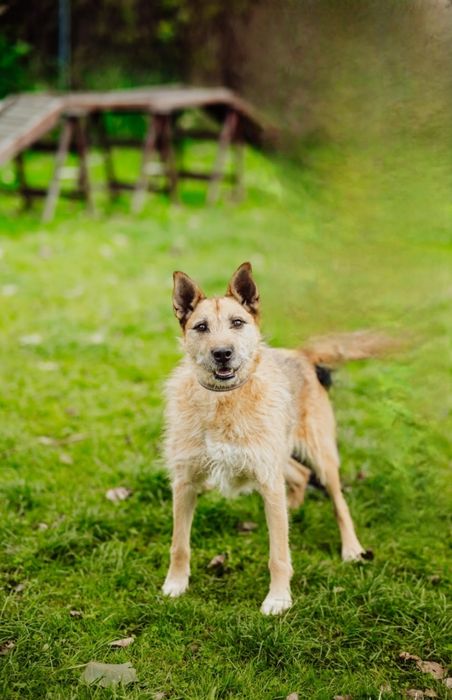 Habi w typie teriera szuka domku