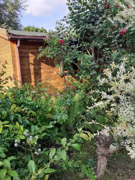 Sprzedam działkę ROD w Rodzinnym Ogrodzie Działkowym "Malwa"