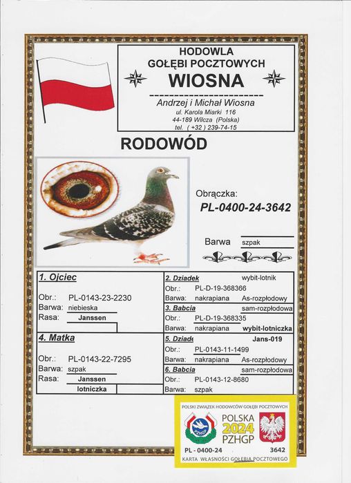 Młode Para 72 Oryg. A.M Wiosna Inbred Starego Szpaka gołębie pocztowe