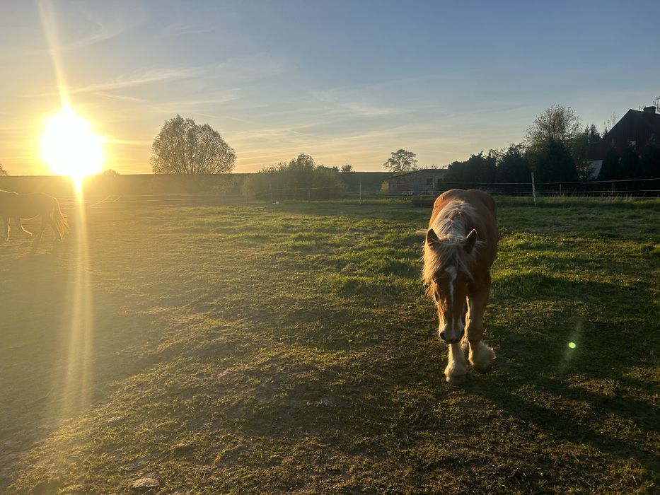 Sprzedam kasztanowatą klacz