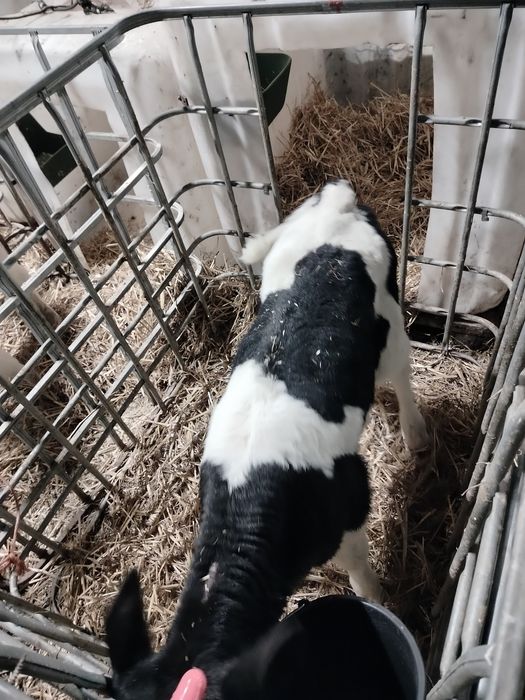 Sprzedam Cielaki Byczki ncb