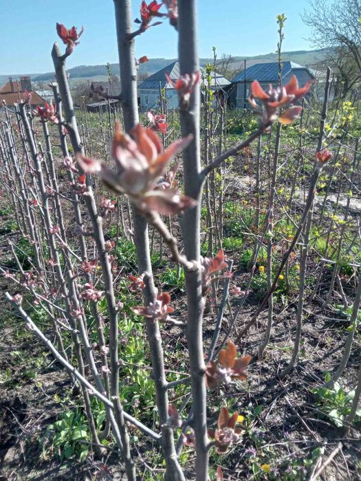 Продаються садженці місто Рогатин Івано-Франківська область